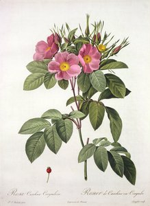 Rosa Carolina Corymbosa, gegraveerd door Langlois, uit 